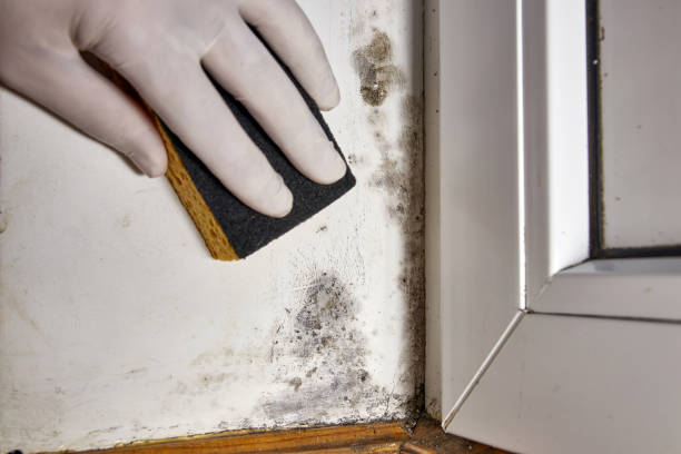Best Industrial Mold Remediation  in Sharpsville, PA